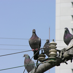 知ってないと損?! 鳩対策あるある