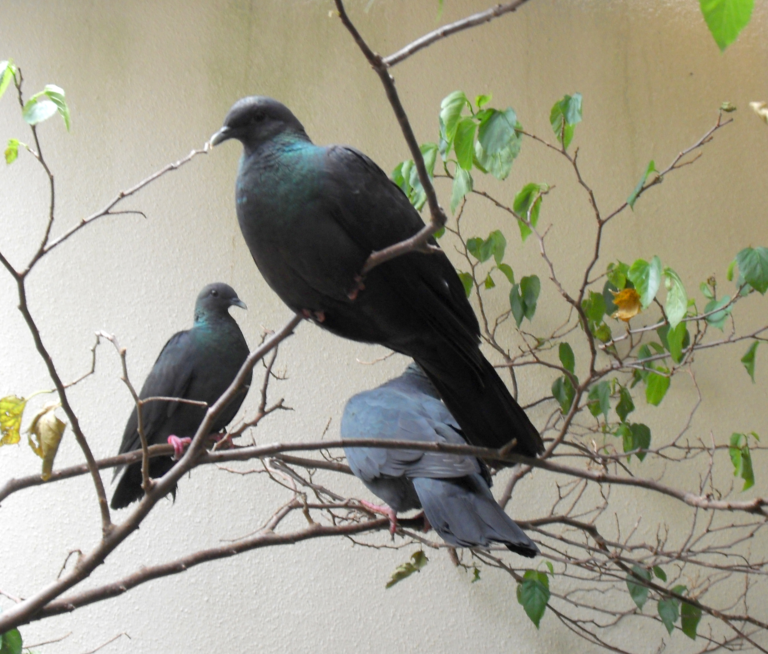 日本の野生の鳩はどのくらい種類がいるの 大阪府高槻市にある株式会社浩生 鳥害にお困りの方はお気軽にご相談ください