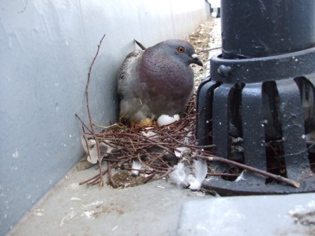 チョット待って 鳩の糞掃除をする前の注意点 大阪府高槻市にある株式会社浩生 鳥害にお困りの方はお気軽にご相談ください